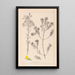 Ranskalaisen kasviston herbarium Pl0188 - Louis Antoine Cusin — kehystetty taideteos seinällä