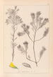 Ranskalaisen kasviston herbarium Pl0188 - Louis Antoine Cusin — näkymä teoksesta