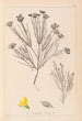 Ranskalaisen kasviston herbarium Pl0189 - Louis Antoine Cusin — näkymä teoksesta