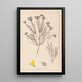 Ranskalaisen kasviston herbarium Pl0189 - Louis Antoine Cusin — kehystetty taideteos seinällä