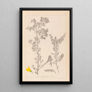Louis Antoine Cusin - Herbier de la flore franaise Pl0190.webp