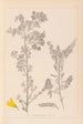 Ranskalaisen kasviston herbarium Pl0190 - Louis Antoine Cusin — näkymä teoksesta