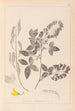 Ranskalaisen kasviston herbarium Pl0191 - Louis Antoine Cusin — näkymä teoksesta