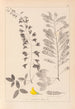 Ranskalaisen kasviston herbarium Pl0192 - Louis Antoine Cusin — näkymä teoksesta