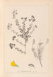 Ranskalaisen kasviston herbarium Pl0193 - Louis Antoine Cusin — näkymä teoksesta