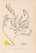 Ranskalaisen kasviston herbarium Pl0194 - Louis Antoine Cusin — näkymä teoksesta
