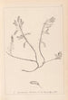 Ranskalaisen kasviston herbarium Pl0195 - Louis Antoine Cusin — näkymä teoksesta
