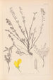 Ranskalaisen kasviston herbarium Pl0196 - Louis Antoine Cusin — näkymä teoksesta