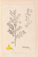 Ranskalaisen kasviston herbarium Pl0197 - Louis Antoine Cusin — näkymä teoksesta
