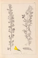Ranskalaisen kasviston herbarium Pl0198 - Louis Antoine Cusin — näkymä teoksesta