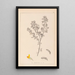 Ranskalaisen kasviston herbarium Pl0199 - Louis Antoine Cusin — kehystetty taideteos seinällä