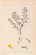 Ranskalaisen kasviston herbarium Pl0199 - Louis Antoine Cusin — näkymä teoksesta