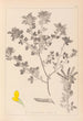 Ranskalaisen kasviston herbarium Pl0200 - Louis Antoine Cusin — näkymä teoksesta