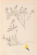 Ranskalaisen kasviston herbarium Pl0201 - Louis Antoine Cusin — näkymä teoksesta