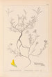 Ranskalaisen kasviston herbarium Pl0202 - Louis Antoine Cusin — näkymä teoksesta