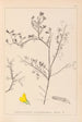 Ranskalaisen kasviston herbarium Pl0203 - Louis Antoine Cusin — näkymä teoksesta