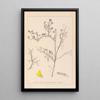 Louis Antoine Cusin - Herbier de la flore franaise Pl0203.webp