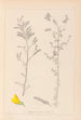 Ranskalaisen kasviston herbarium Pl0204 - Louis Antoine Cusin — näkymä teoksesta
