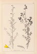 Ranskalaisen kasviston herbarium Pl0205 - Louis Antoine Cusin — näkymä teoksesta