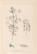 Ranskalaisen kasviston herbarium Pl0207 - Louis Antoine Cusin — näkymä teoksesta