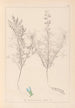 Ranskalaisen kasviston herbarium Pl0208 - Louis Antoine Cusin — näkymä teoksesta