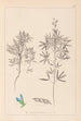 Ranskalaisen kasviston herbarium Pl0209 - Louis Antoine Cusin — näkymä teoksesta