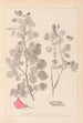 Ranskalaisen kasviston herbarium Pl0210 - Louis Antoine Cusin — näkymä teoksesta