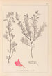 Ranskalaisen kasviston herbarium Pl0211 - Louis Antoine Cusin — näkymä teoksesta