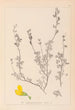 Ranskan kasvilajiston herbarium Pl0212 - Louis Antoine Cusin — näkymä teoksesta