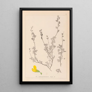 Louis Antoine Cusin - Herbier de la flore franaise Pl0212.webp