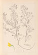 Ranskan kasvilajiston herbarium Pl0213 - Louis Antoine Cusin — näkymä teoksesta
