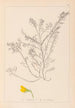 Ranskan kasvilajiston herbarium Pl0214 - Louis Antoine Cusin — näkymä teoksesta