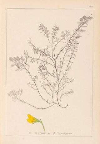 Louis Antoine Cusin - Herbier de la flore franaise Pl0214.webp