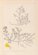Ranskan kasvilajiston herbarium Pl0215 - Louis Antoine Cusin — näkymä teoksesta