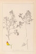 Ranskan kasvilajiston herbarium Pl0216 - Louis Antoine Cusin — näkymä teoksesta