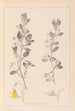 Ranskan kasvilajiston herbarium Pl0217 - Louis Antoine Cusin — näkymä teoksesta