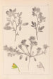 Ranskan kasvilajiston herbarium Pl0218 - Louis Antoine Cusin — näkymä teoksesta