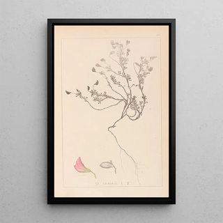 Louis Antoine Cusin - Herbier de la flore franaise Pl0219.webp