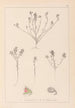 Ranskan kasvilajiston herbarium Pl0221 - Louis Antoine Cusin — näkymä teoksesta