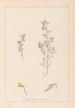 Ranskan kasvilajiston herbarium Pl0222 - Louis Antoine Cusin — näkymä teoksesta