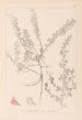 Ranskan kasvilajiston herbarium Pl0223 - Louis Antoine Cusin — näkymä teoksesta