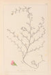Ranskan kasvilajiston herbarium Pl0224 - Louis Antoine Cusin — näkymä teoksesta