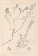 Ranskan kasvilajiston herbarium Pl0225 - Louis Antoine Cusin — näkymä teoksesta