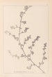 Ranskan kasvilajiston herbarium Pl0226 - Louis Antoine Cusin — näkymä teoksesta