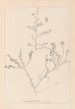 Ranskan kasvilajiston herbarium Pl0227 - Louis Antoine Cusin — näkymä teoksesta