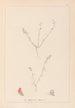 Ranskan kasvilajiston herbarium Pl0228 - Louis Antoine Cusin — näkymä teoksesta