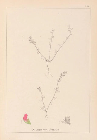 Louis Antoine Cusin - Herbier de la flore franaise Pl0228.webp