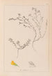 Ranskan kasvilajiston herbarium Pl0229 - Louis Antoine Cusin — näkymä teoksesta