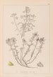 Ranskan kasvilajiston herbarium Pl0231 - Louis Antoine Cusin — näkymä teoksesta