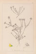 Ranskan kasvilajiston herbarium Pl0232 - Louis Antoine Cusin — näkymä teoksesta